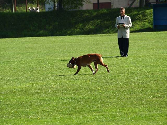 www.atibox.net * www.euroboxer.eu * www.boxergenealogia.eu